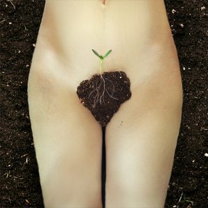 Alexandra Sophie Blooming Garden filizlenmiş tohum